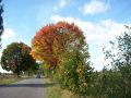Jesienne pejzaże na trasie Krzczonowice - Ćmielów . Zdj Hani Dobrowolskiej 9.10.2009 r.