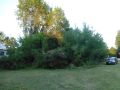 Krzczonowice 6.08.2017 r.W tych krzakach są ruiny remizy strażackiej.Foto Krzysztof Granat
