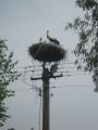 5 maj 2012 r. Krzczonowskie boćki wysiadują jaja aby za kilka tygodni pojawiły się małe bocianiatka. Zdj. nadesłał Marcin Krzysiek 5.05.2012 r.