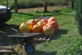 25.09.2016 r.Krzczonowice.Dorodne piękne okazy dyń wyhodowane przez naszego mieszkańca Andrzeja Kądzielę( męża śp. Haliny z d. Krawczyk). Fot. Adam Rużalski s. Michała
