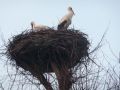 A może już wygrzewają jojka.  Fot. Marcin Krzysiek  5.04. 2009