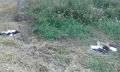 Krzczonowice 10.08.2014 r.Bociania tragedia, 3 zabite boćki na polu p. Góry przy drodze Krzczonowice-Ćmielów, za czarnym krzyżem.Okoliczności śmierci tych pięknych ptaków są nieznane.Zdj. wykonał Daniel Rużalski 10.08.2014 r.