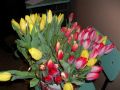 6.03.2010 r. DZIEŃ KOBIET W KRZCZONOWICACH. Ten bukiet tulipanów otrzymały Krzczonowskie Panie. Fot. Maria Libuda