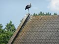 Bociania rodzina z Krzczonowic 2+ 4 w pełni rozwoju.Zdjęcia nadesłał ( wszystkie następne) p. Marcin Krzysiek 12.07.2009 r.