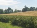 pejzaż wiejski krzczonowski 08/2008 r. fot.Jacek granat