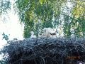 2016 r.18 czerwiec.Krzczonowice.Krzczonowskie młode boćki Anno Domini2016 w całej krasie.Na zdj.3 opierzone bocianie dzieciątka.Pozostałe dwa zabawiło się w chowanego z fotoreporterem Marysią Krzysiek.